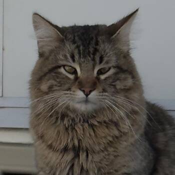 Domestic Long Hair Cats Available for Adoption in Midland, Texas - Bear | PetCurious