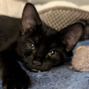 Rescue Domestic Short Hair Cats for Adoption in Spokane, Washington - Spicket | PetCurious