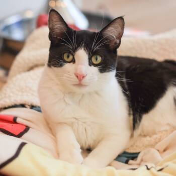 Rescue Domestic Short Hair Cats for Adoption in Los Angeles, California - Nelson | PetCurious