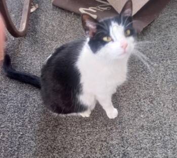 Domestic Short Hair Cats Available for Adoption in Ogden, Utah - Lucky | PetCurious