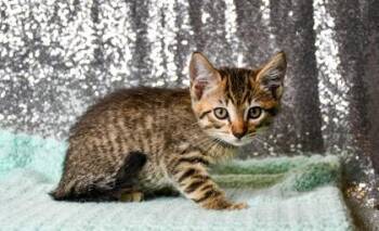 Timmy -  Domestic Short Hair Cat for Adoption in Yakima, Washington - Timmy | PetCurious