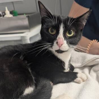 Nicki Minaj (Holland Cat Cove) -  Domestic Short Hair Cat for Adoption in West Olive, Michigan - Nicki Minaj (Holland Cat Cove) | PetCurious