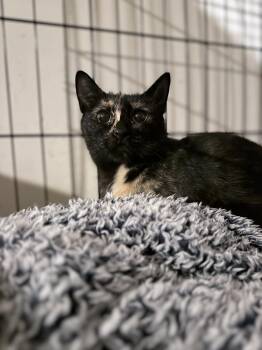 Rescue Domestic Short Hair Cats for Adoption in North Haven, Connecticut - Luisa | PetCurious