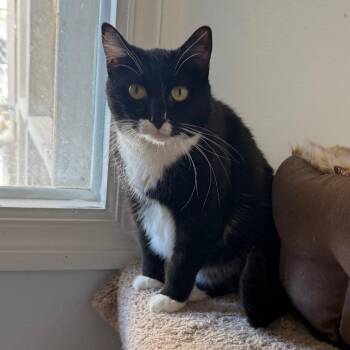 Domestic Short Hair Cats Available for Adoption in Desert Hot Springs, California - Lacey Jolene | PetCurious