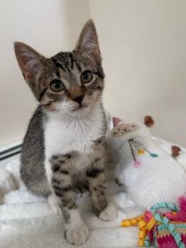 Quincy -  Tabby Cat for Adoption in Wayne, New Jersey - Quincy | PetCurious