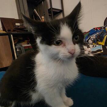 Fruit Loop -  Domestic Short Hair Cat for Adoption in Grantsville, Utah - Fruit Loop | PetCurious