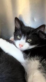 Domestic Short Hair Cats Available for Adoption in Pomona, New York - Cherry Garcia | PetCurious