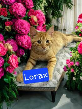 Lorax -  Domestic Medium Hair Cat for Adoption in Jim Thorpe, Pennsylvania - Lorax | PetCurious