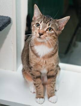 Rescue Torbie and Tabby Cats for Adoption in Chattanooga, Tennessee - Nesta | PetCurious