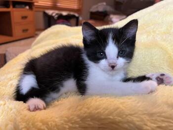 Oreo -  Domestic Short Hair Cat for Adoption in Mineral Point, Wisconsin - Oreo | PetCurious