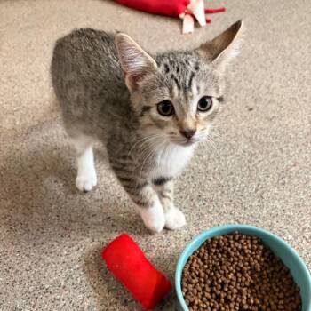 Domestic Short Hair Cats Available for Adoption in Sarasota, Florida - Houdini Softpaws | PetCurious