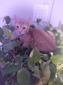 Cheddar -  Domestic Short Hair Cat for Adoption in Mountain Home, Arkansas - Cheddar | PetCurious