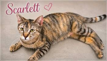 Scarlett -  Dilute Tortoiseshell Cat for Adoption in Midlothian, Texas - Scarlett | PetCurious