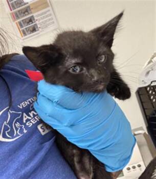 EGYPT -  Domestic Short Hair Cat for Adoption in Camarillo, California - EGYPT | PetCurious