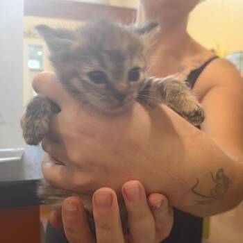 Galland -  Domestic Short Hair Cat for Adoption in Lynchburg, Virginia - Galland | PetCurious
