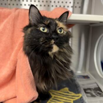 Domestic Long Hair Cats Available for Adoption in Pittsburgh, Pennsylvania - Sarabi | PetCurious