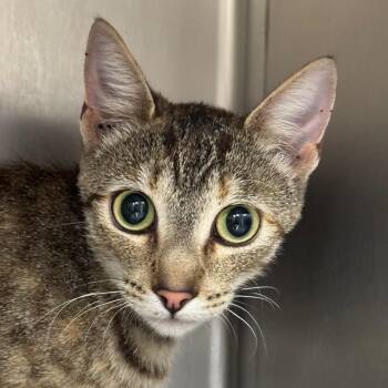 Kate -  Domestic Short Hair Cat for Adoption in Goleta, California - Kate | PetCurious