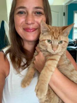 Peach -  Domestic Short Hair Cat for Adoption in Clarksville, Tennessee - Peach | PetCurious