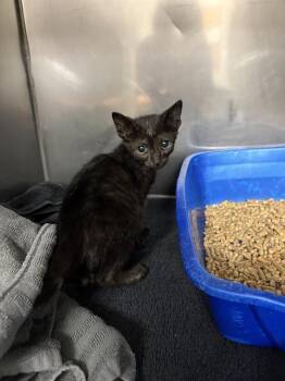 SLINKY -  Domestic Short Hair Cat for Adoption in Killeen, Texas - SLINKY | PetCurious