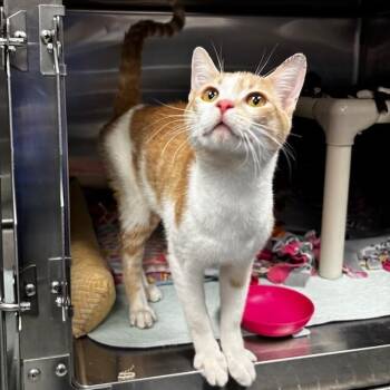 Domestic Short Hair and Tabby Cats Available for Adoption - Jellybean Jones | PetCurious