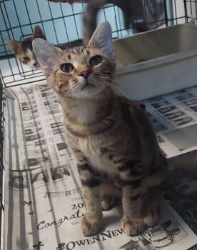 Rescue Domestic Short Hair Cats for Adoption in Spencer, Indiana - Lindsey | PetCurious