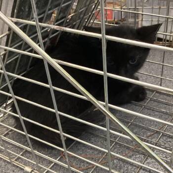 Prongs -  Domestic Short Hair Cat for Adoption in Montgomery, Alabama - Prongs | PetCurious