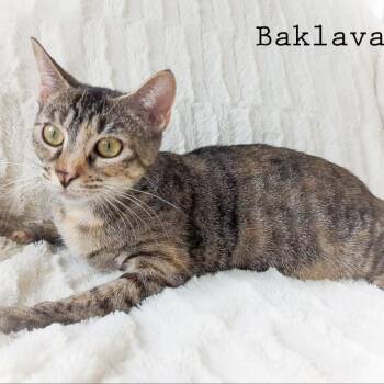 Baklava -  Domestic Short Hair Cat for Adoption in Conway, New Hampshire - Baklava | PetCurious