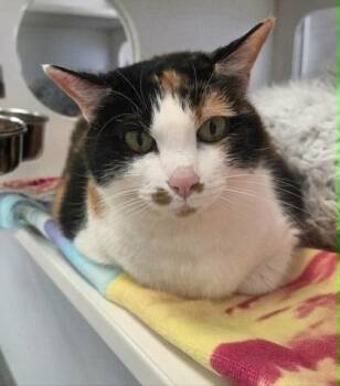 Domestic Short Hair Cats Available for Adoption - Callie | PetCurious
