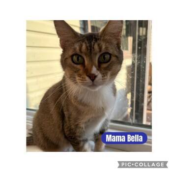 Rescue Domestic Short Hair Cats for Adoption in Freeland, Michigan - Mama Bella | PetCurious