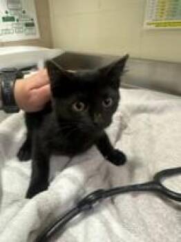 Quinn -  Domestic Short Hair Cat for Adoption in Manitowoc, Wisconsin - Quinn | PetCurious