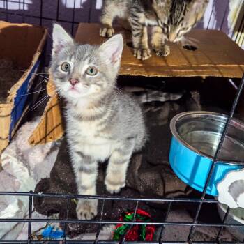 Rescue Domestic Short Hair Cats for Adoption in San Diego, California - Titer | PetCurious