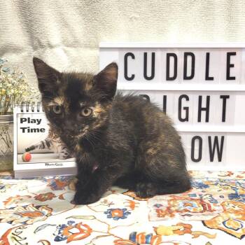 Misty -  Domestic Short Hair Cat for Adoption in Fort Wayne, Indiana - Misty | PetCurious