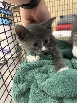 SYDNEY -  Domestic Medium Hair Cat for Adoption in Conroe, Texas - SYDNEY | PetCurious