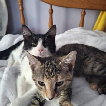 Maisie & Mabel -  Domestic Short Hair Cat for Adoption in Philadelphia, Pennsylvania - Maisie & Mabel | PetCurious