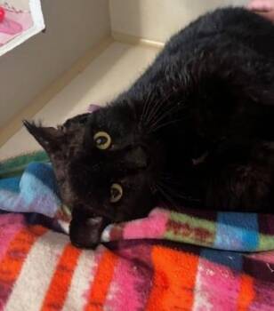 Domestic Short Hair Cats Available for Adoption in Hutchinson, Minnesota - Mr Crisp | PetCurious