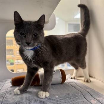 GARY -  Domestic Short Hair Cat for Adoption in Riverside, California - GARY | PetCurious