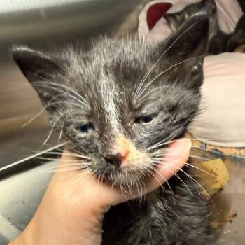 Rescue Domestic Short Hair Cats for Adoption in Pompano Beach, Florida - Biscuit | PetCurious