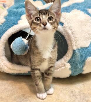 Vanya -  Domestic Short Hair Cat for Adoption in Cambria, California - Vanya | PetCurious
