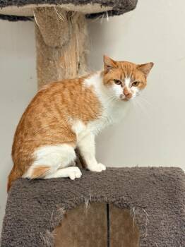 Domestic Short Hair Cats Available for Adoption - Riley | PetCurious