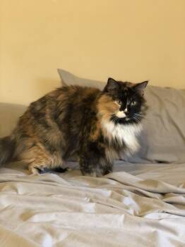 Gretchen -  Domestic Long Hair Cat for Adoption in Houston, Texas - Gretchen | PetCurious