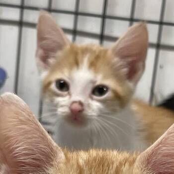 Sir Spotty Dot -  Domestic Short Hair Cat for Adoption in Inwood, West Virginia - Sir Spotty Dot | PetCurious