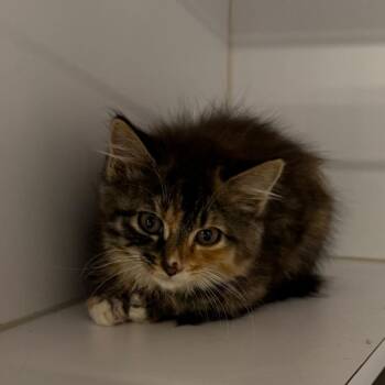 Marigold -  Domestic Medium Hair Cat for Adoption in Kennebunk, Maine - Marigold | PetCurious