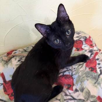 Batty -  Domestic Short Hair Cat for Adoption in Prosper, Texas - Batty | PetCurious