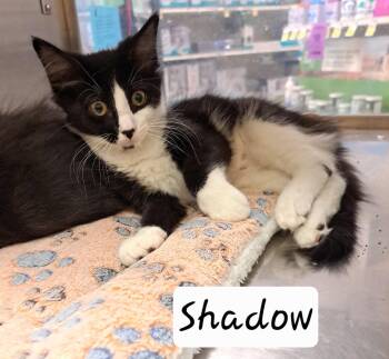Shadow (FCID# 07/08/2026 - 2 Brandywine PS) -  Tuxedo Cat for Adoption in Greenville, Delaware - Shadow (FCID# 07/08/2026 - 2 Brandywine PS) | PetCurious