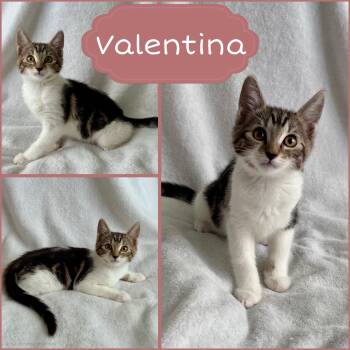 Valentina -  Tabby Cat for Adoption in Oakley, California - Valentina | PetCurious