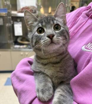 Domestic Short Hair Cats Available for Adoption - Shiloh | PetCurious