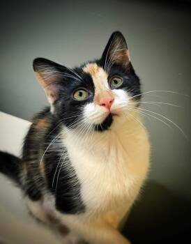 Rumors -  Domestic Short Hair Cat for Adoption in Wilmington, North Carolina - Rumors | PetCurious