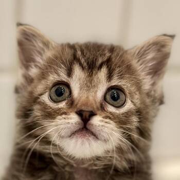 Hamachi -  Domestic Short Hair Cat for Adoption in Los Angeles, California - Hamachi | PetCurious