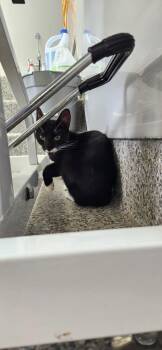 Domestic Short Hair Cats Available for Adoption in Van Wert, Ohio - Narcissus | PetCurious