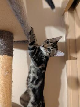 Squirrel -  Domestic Short Hair Cat for Adoption in Oakdale, California - Squirrel | PetCurious